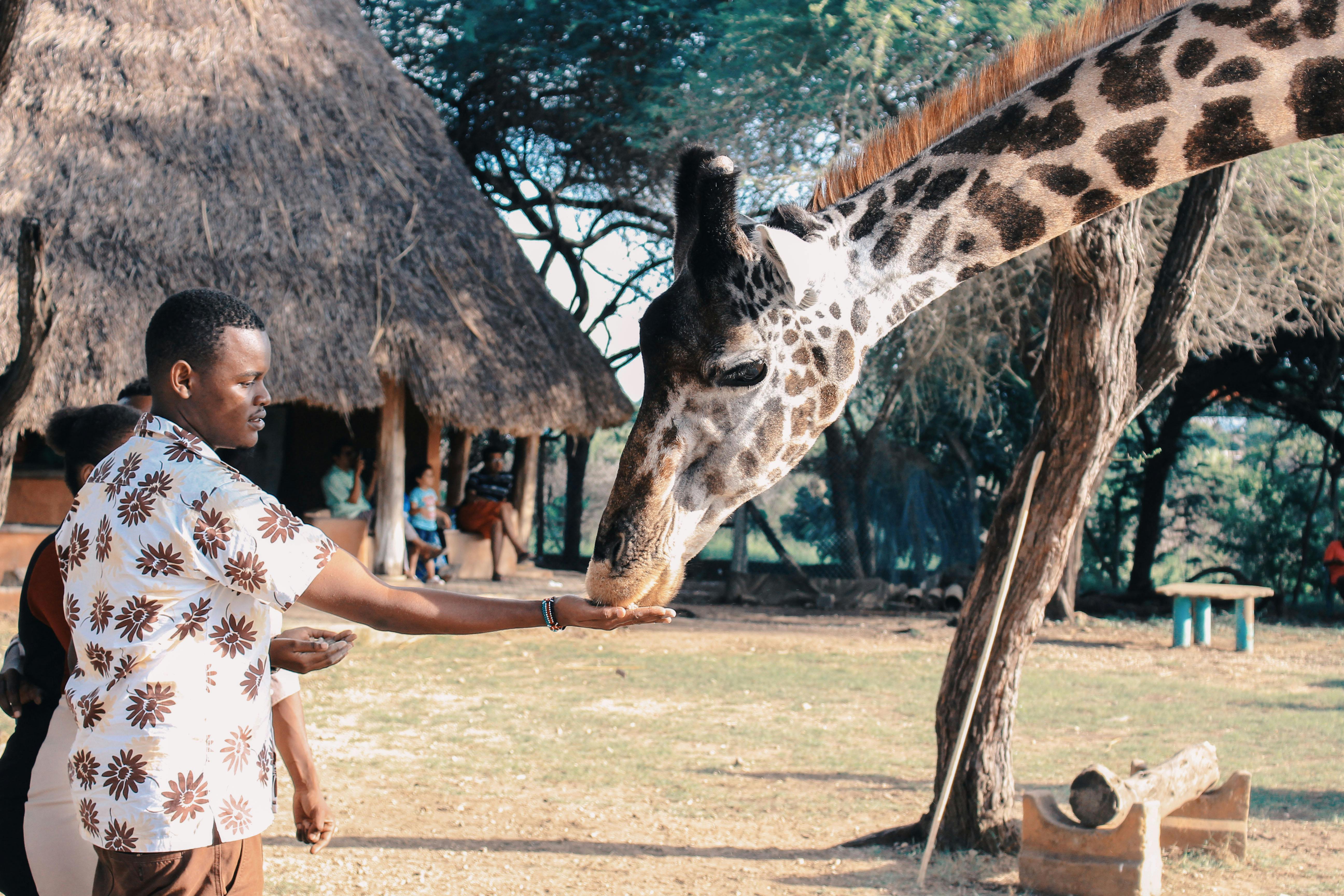 Safari Adventure in Kenya